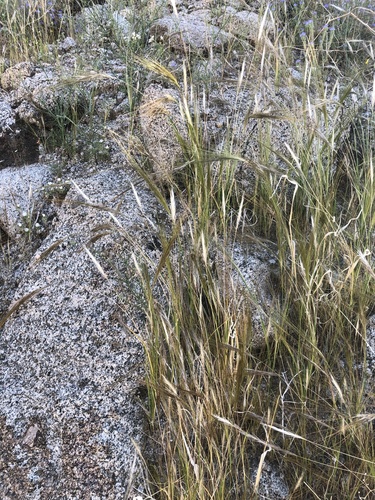 iNaturalist observation photo of cape ricegrass