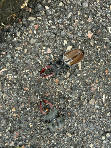European Stag Beetle