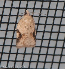 Acleris semiannula