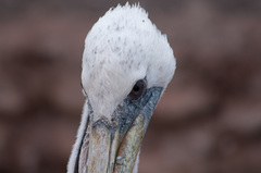 Pelecanus thagus