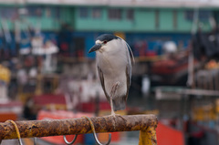 Nycticorax nycticorax