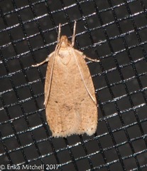 Agonopterix thelmae