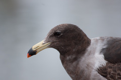 Larus belcheri