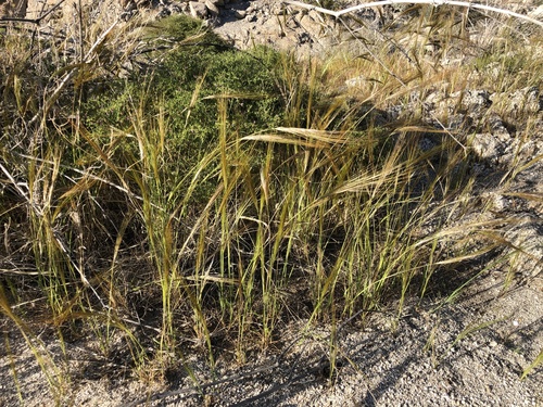 iNaturalist observation photo of cape ricegrass