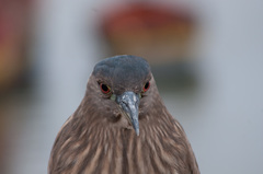Nycticorax nycticorax