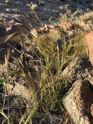iNaturalist observation photo of cape ricegrass