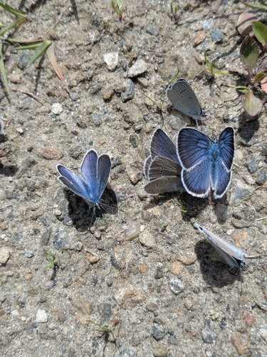 Mazarine Blue