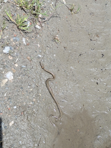 grass snake