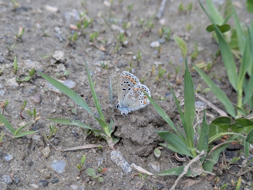 Blue Argus
