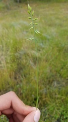 Festuca microstachys
