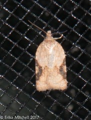 Acleris semiannula