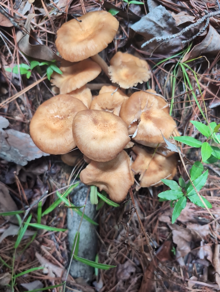Ringless Honey Mushroom · June 2026 · photo: Photo: (c) Dion Grimes, some rights reserved (CC BY) · iNaturalist