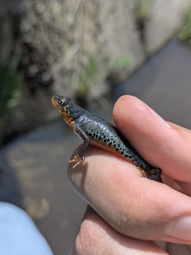 Alpine Newt