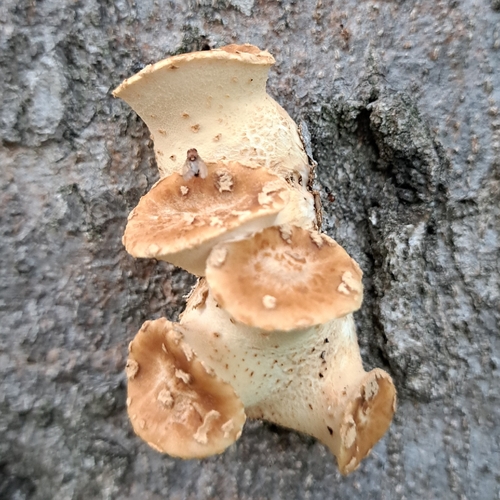Dryad's Saddle
