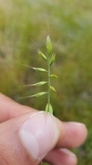 Festuca microstachys