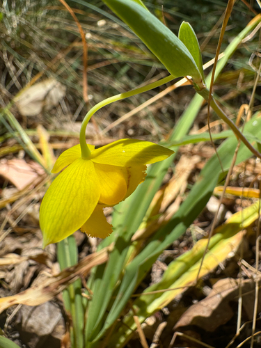Calochortus amabilis, photograph 1