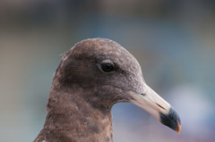 Larus belcheri