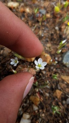 Sabulina californica