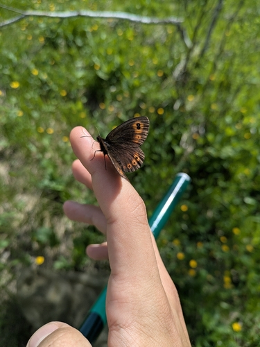 Woodland Ringlet