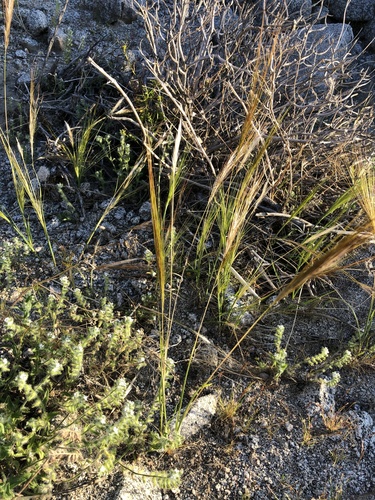 iNaturalist observation photo of cape ricegrass