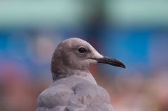 Leucophaeus modestus