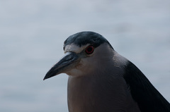 Nycticorax nycticorax