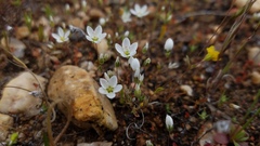 Sabulina californica