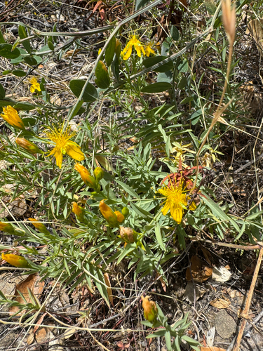 Hypericum concinnum, photograph 6