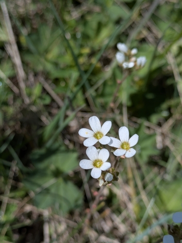 Bulbous Saxifrage