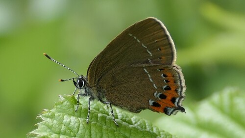 Black Hairstreak