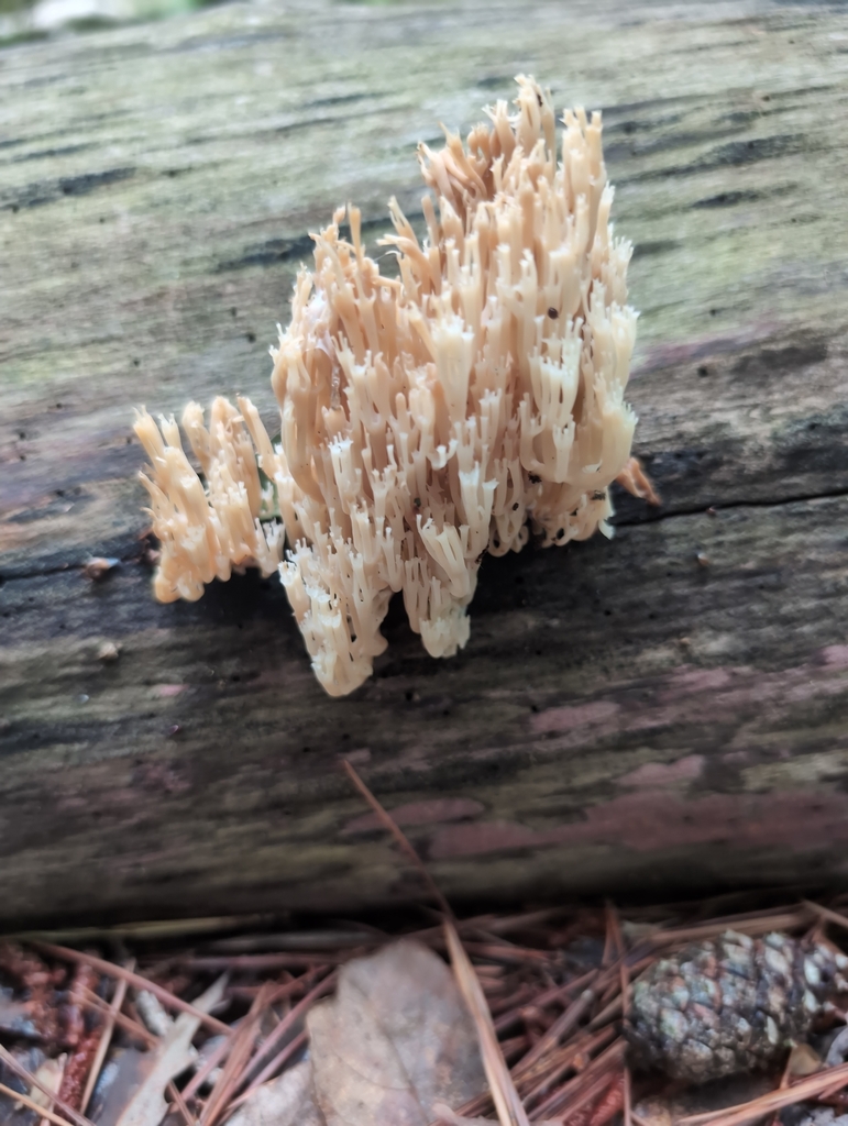 crown-tipped coral fungus · June 2026 · photo: Photo: (c) Dion Grimes, some rights reserved (CC BY) · iNaturalist