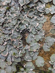 Dermatocarpon muhlenbergii