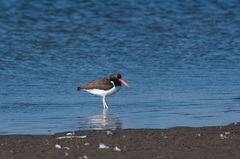 Haematopus palliatus