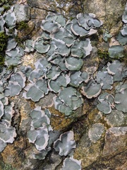 Dermatocarpon muhlenbergii