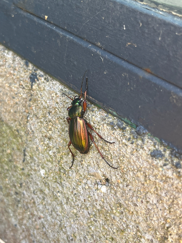 Golden Ground Beetle
