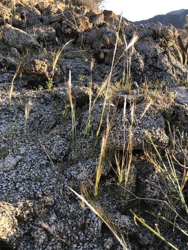 iNaturalist observation photo of cape ricegrass