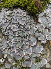 Dermatocarpon muhlenbergii