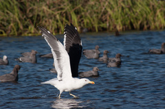 Larus dominicanus