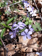 Phlox divaricata