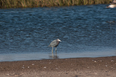 Egretta caerulea