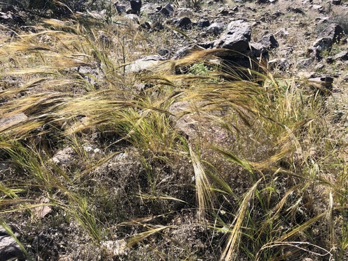 iNaturalist observation photo of cape ricegrass