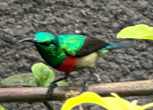 Olive-bellied Sunbird