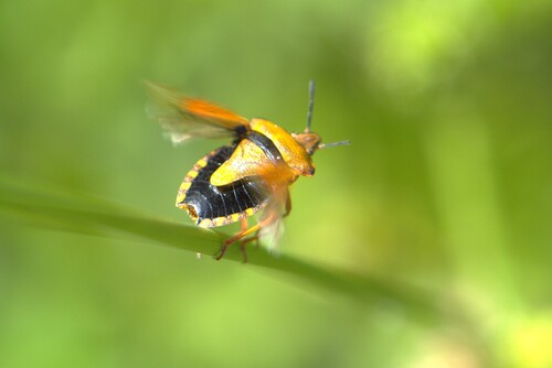 Black-shouldered Shieldbug