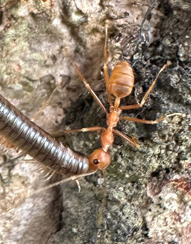 African Weaver Ant