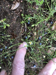 Chaetopappa asteroides