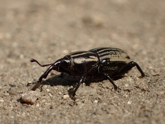 Sphenophorus australis