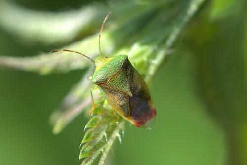 Elasmostethus minor