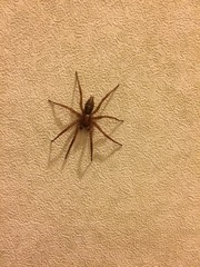 Notiodrassus distinctus