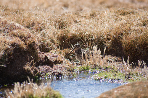 Puna Snipe (Gallinago andina), photo 7