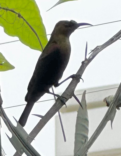 Copper Sunbird